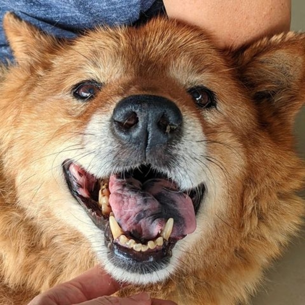 Meet your Posher, Will